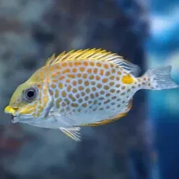 Orange Spot Rabbitfish – Lg – 6″