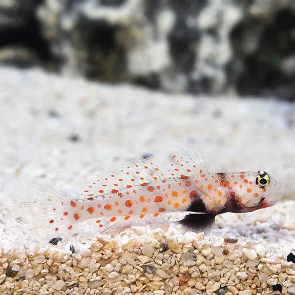 Orange Spotted Shrimp Goby