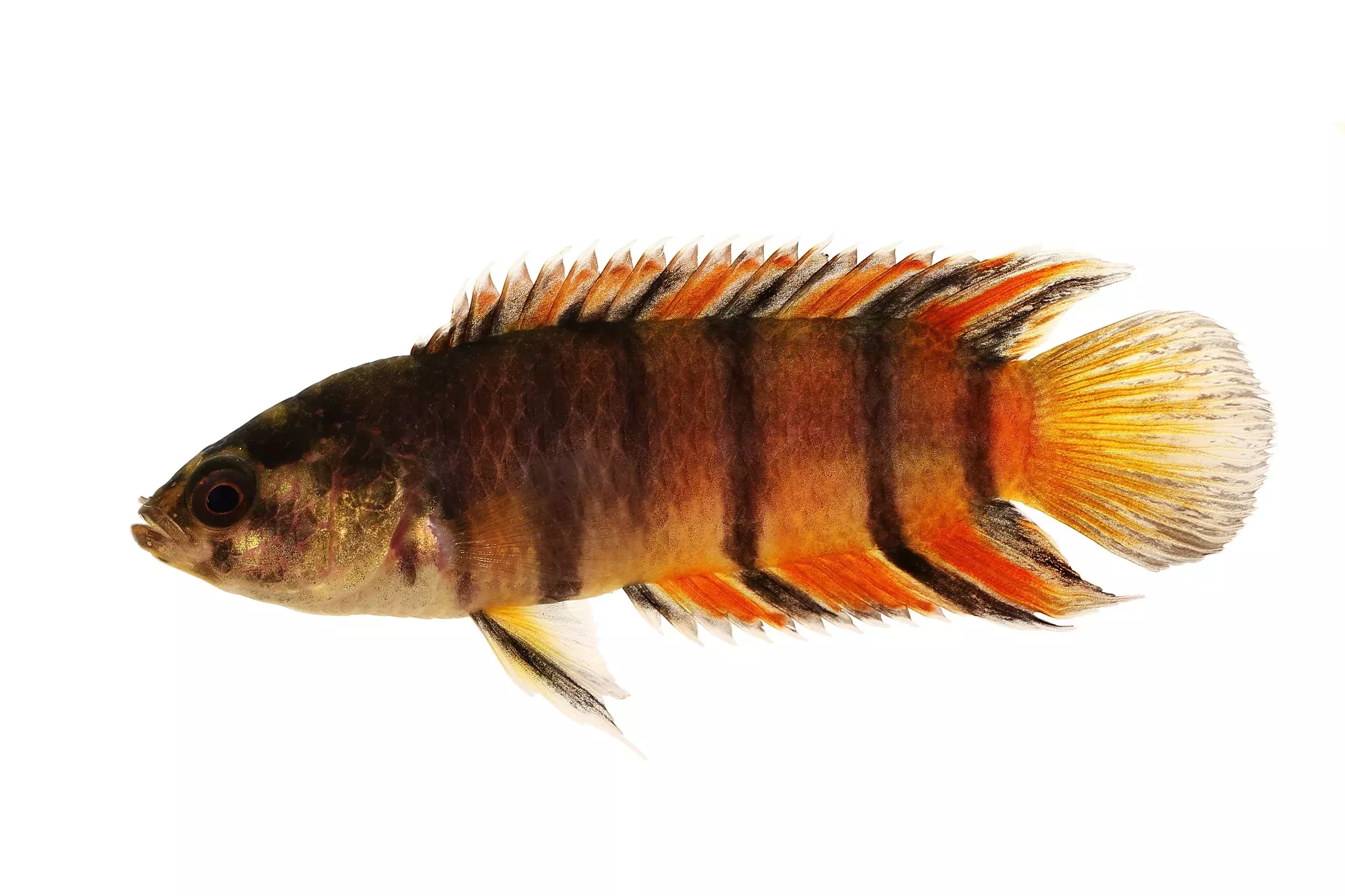 Ornate Ctenopoma