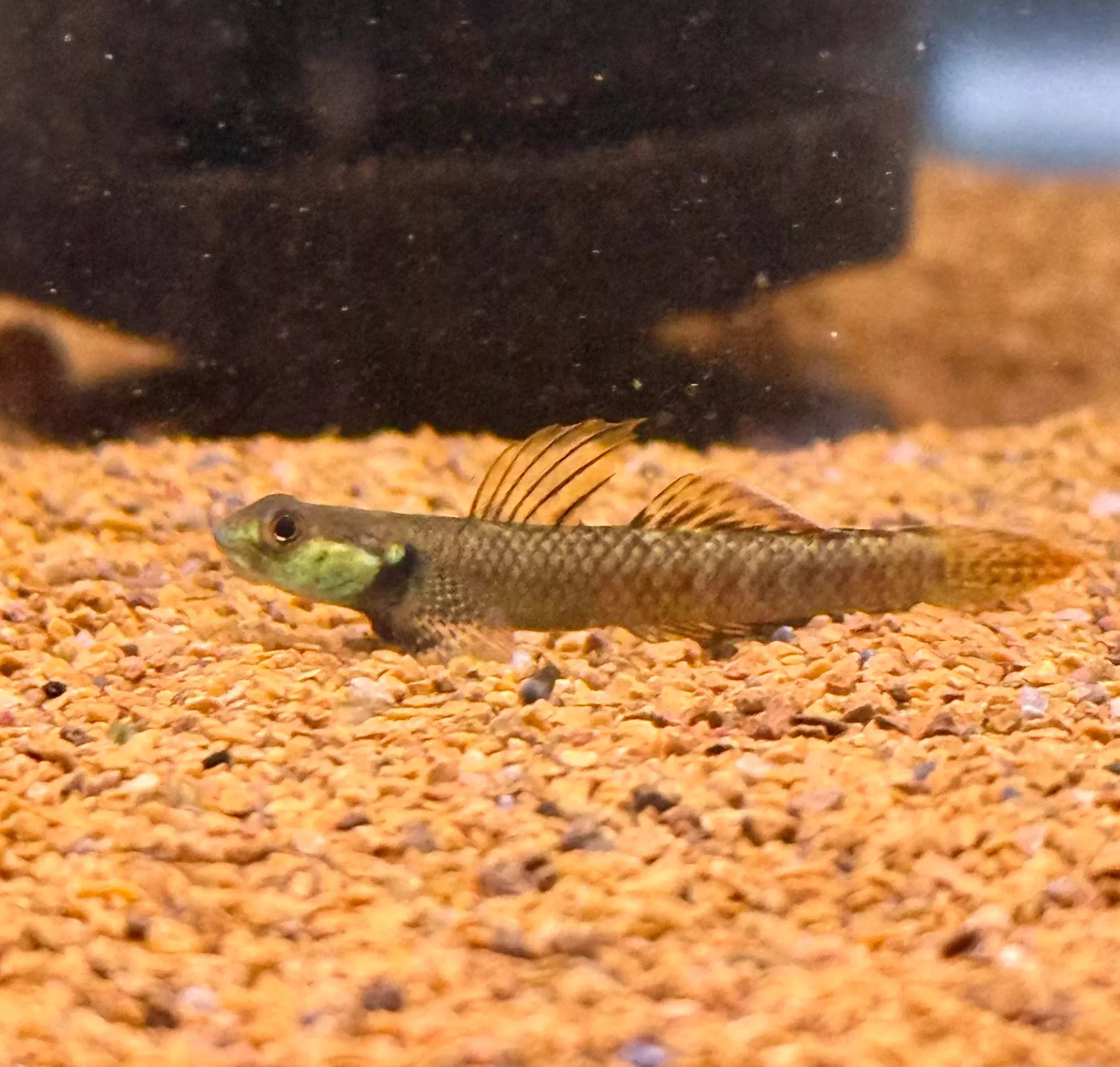 Palauan Riffle Dwarf Goby