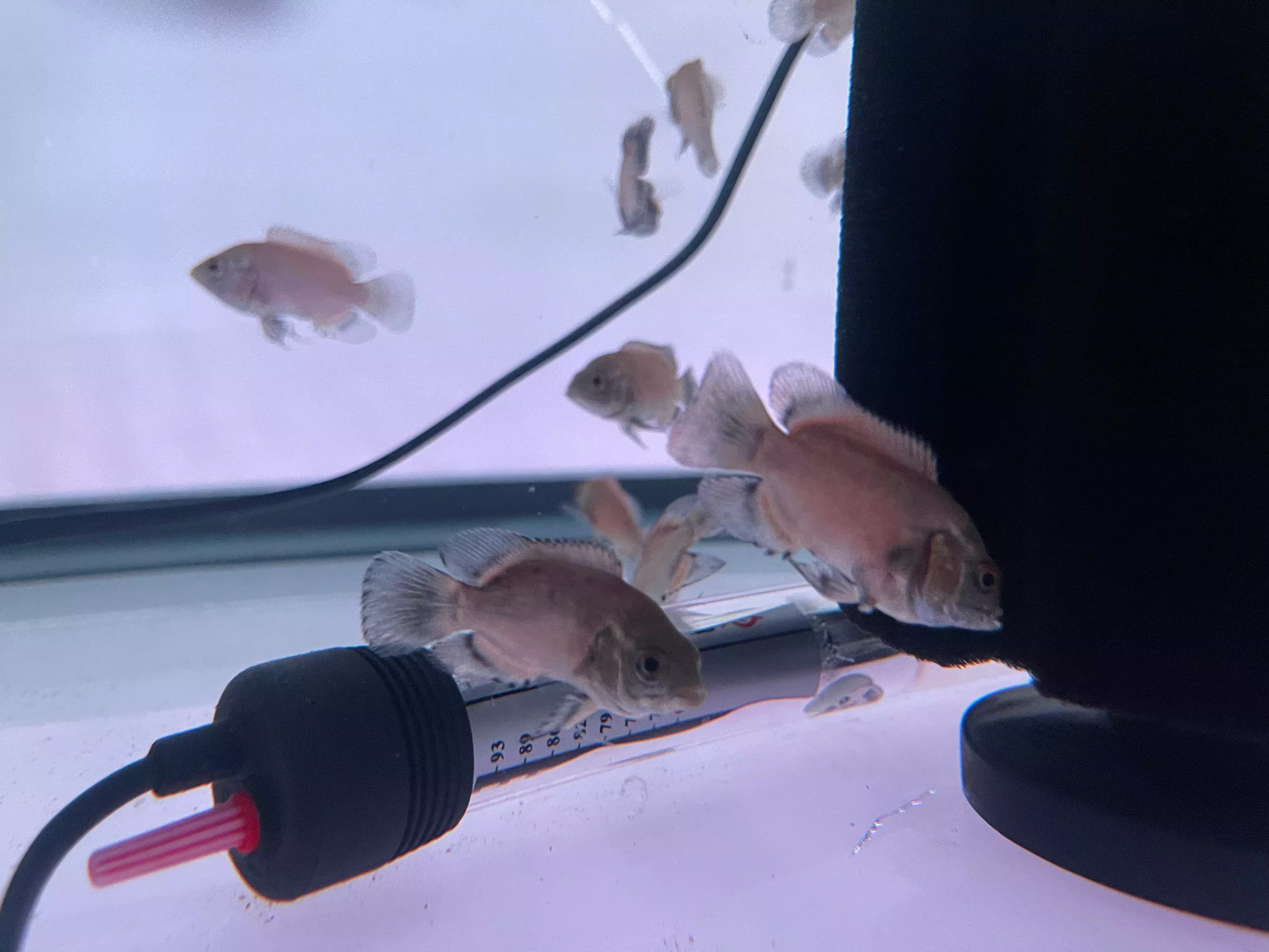 Paris Oscar (Astronotus ocellatus)