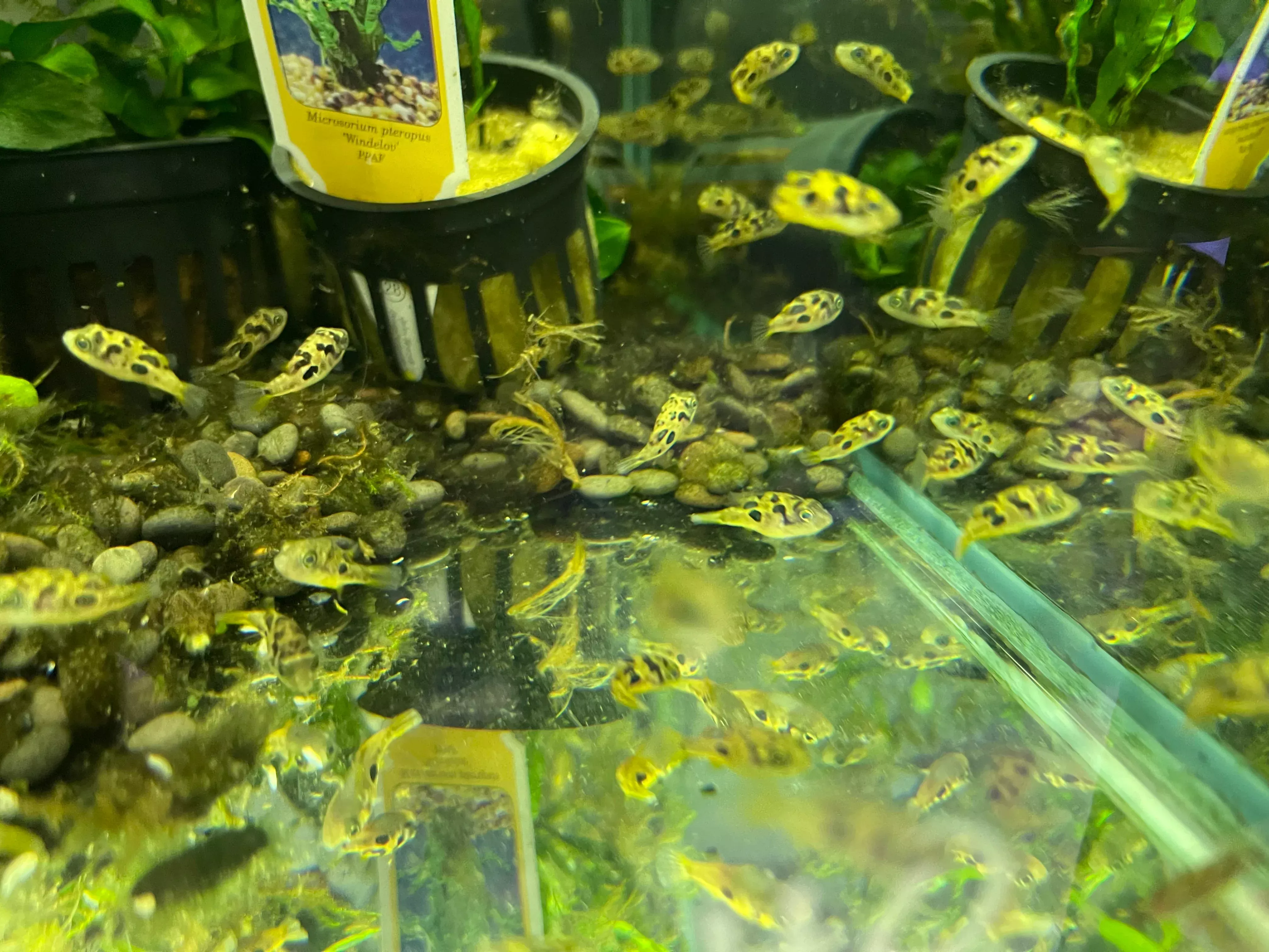 Pea Puffer (Carinotetraodon travancoricus)