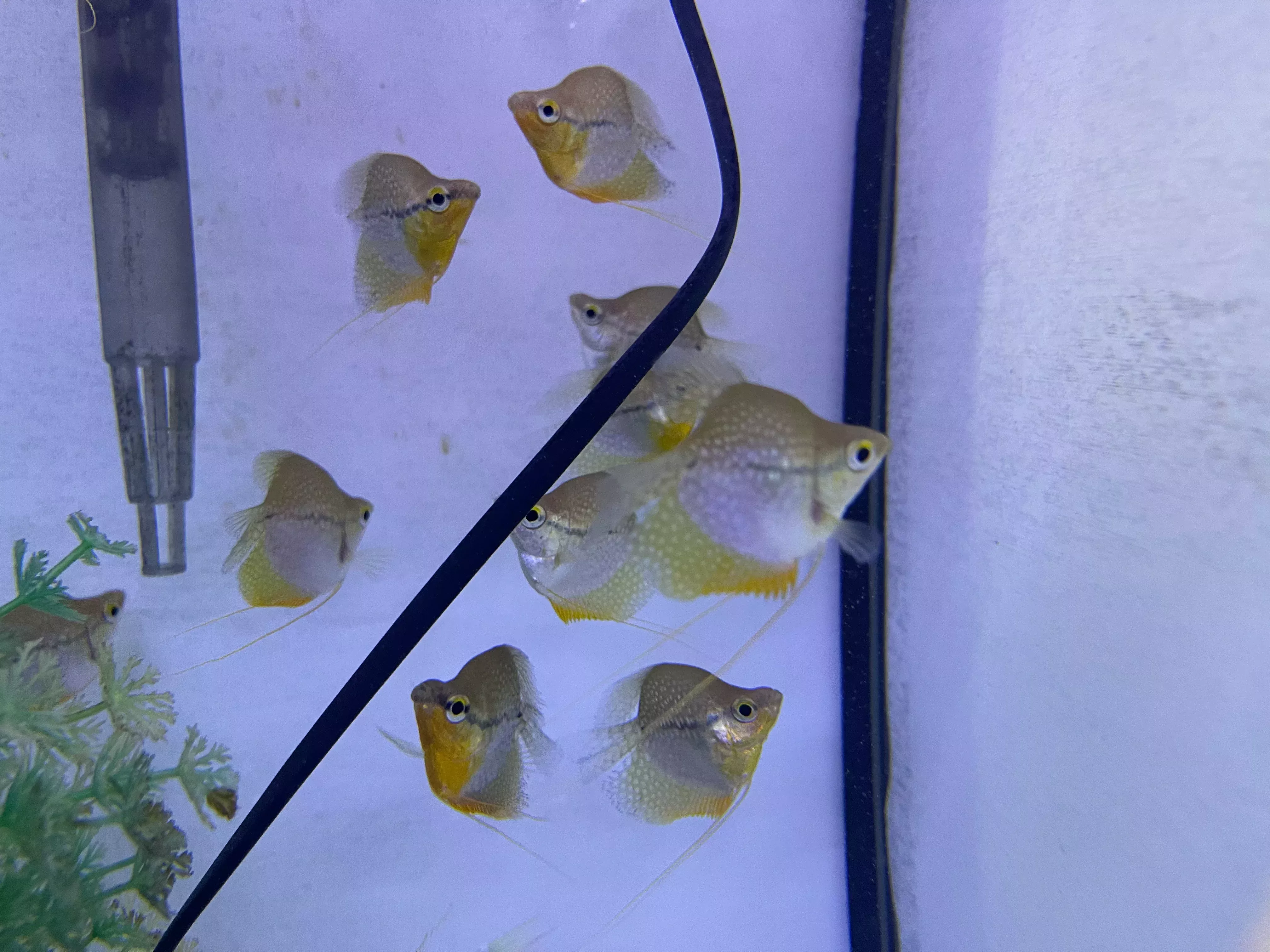 Pearl Gourami Short Body (Trichogaster leeri)