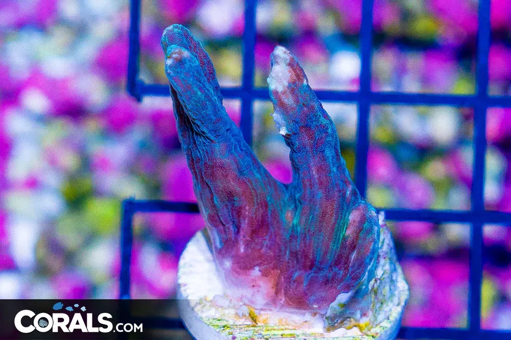 Pectinia Frag