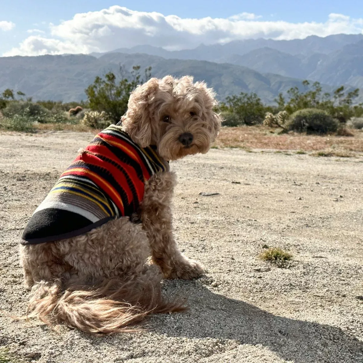 Pendleton National Park Dog Vest