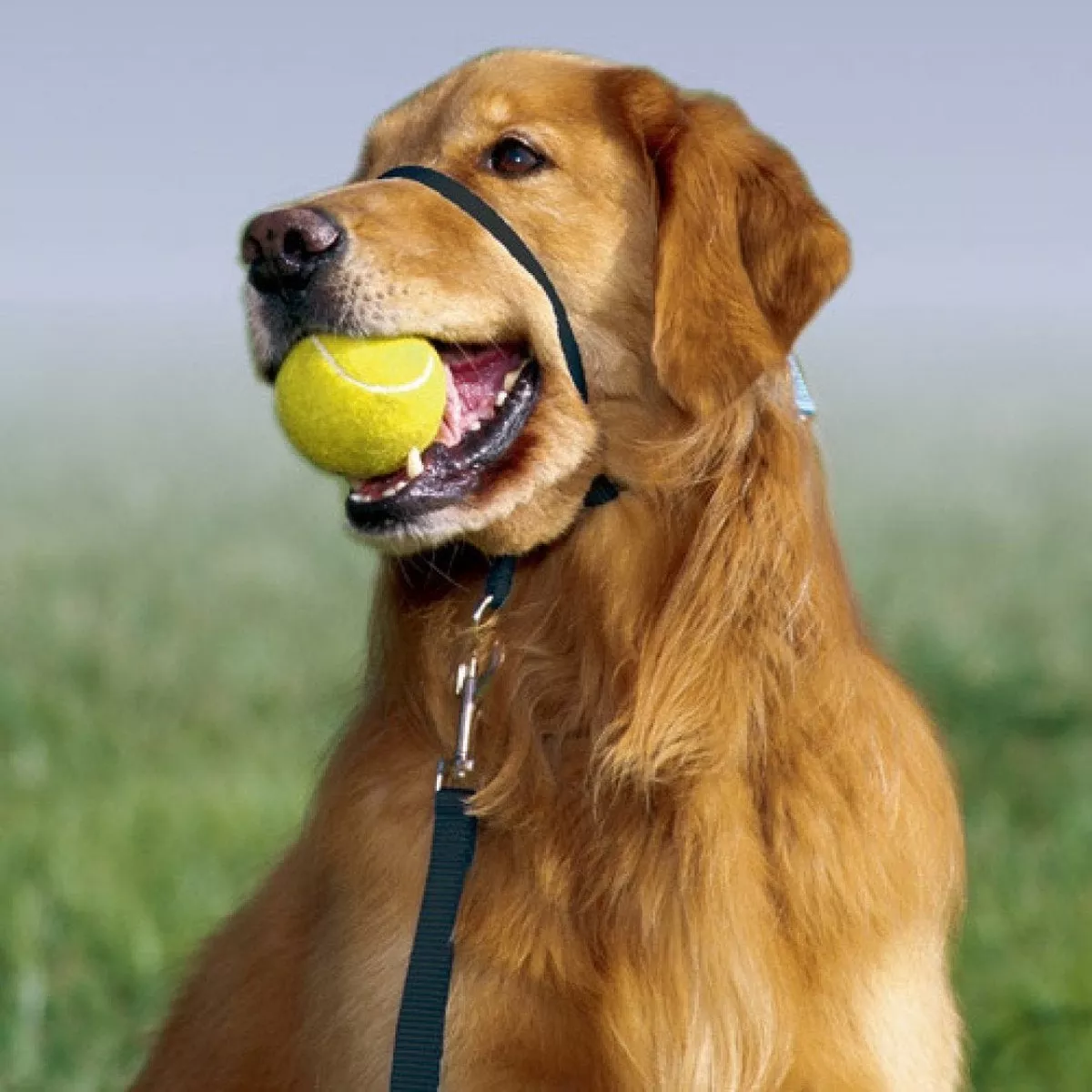 Petsafe Gentle Leader Headcollar, No-Pull Dog Collar