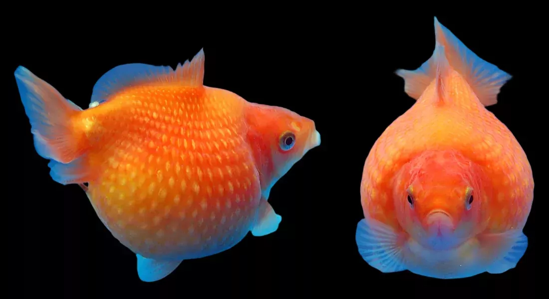 PINGPONG PEARLSCALE GOLDFISH (Carassius Auratus) 1.5-2″