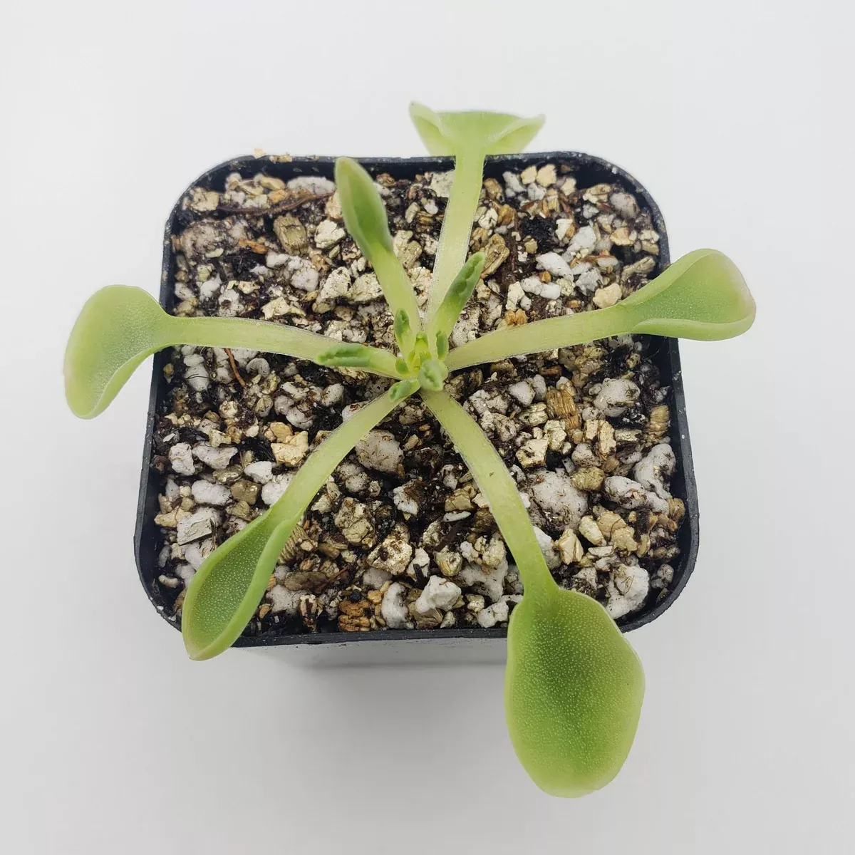 Pinguicula acuminata