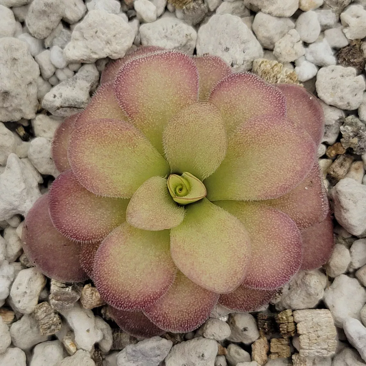 Pinguicula agnata 'El Lobo' x (laueana CP2 x emarginata)