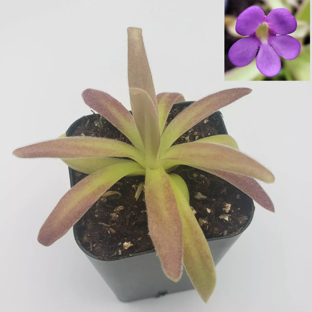 Pinguicula agnata 'El Lobo' x moctezumae