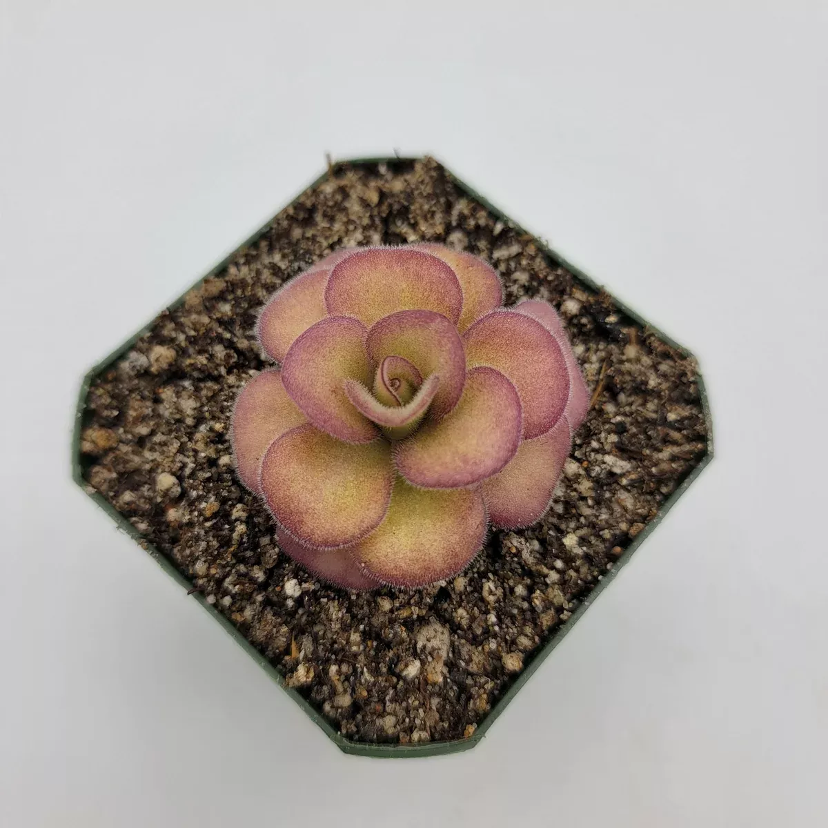 Pinguicula agnata 'El Lobo'