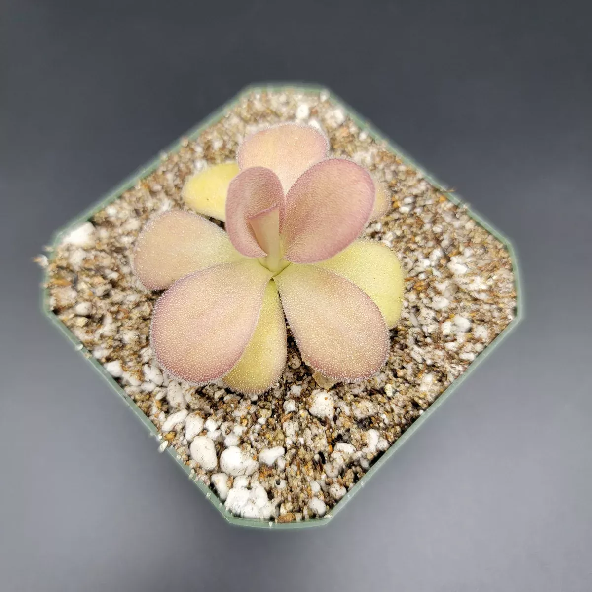 Pinguicula agnata "Scented Flower"