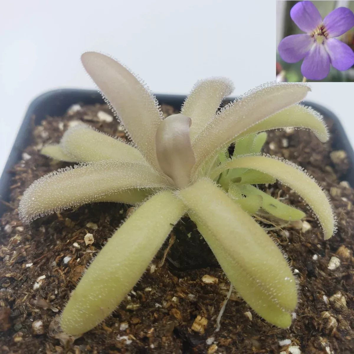 Pinguicula agnata x gypsicola