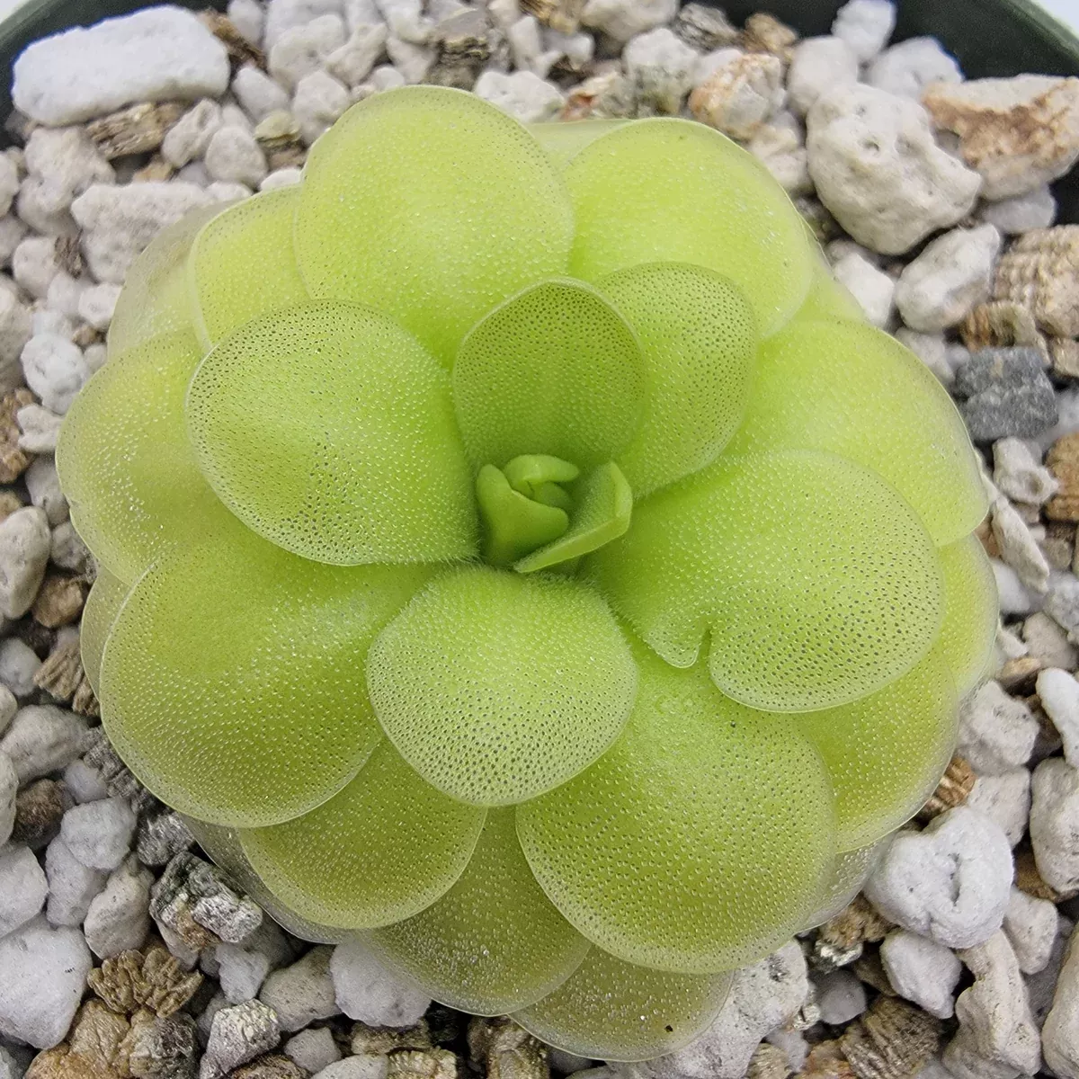 Pinguicula "ANPA A" x cyclosecta