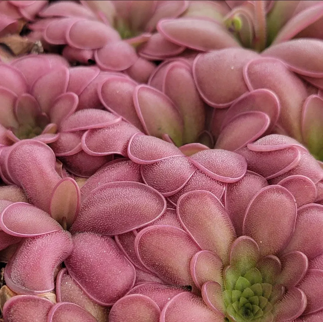 Pinguicula "ANPA A" x laueana