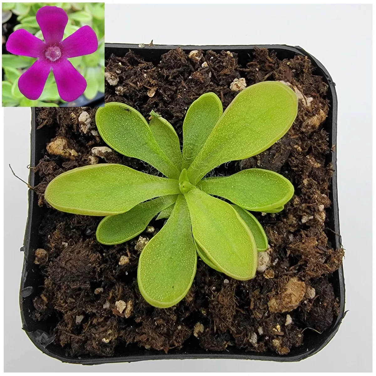 Pinguicula crassifolia