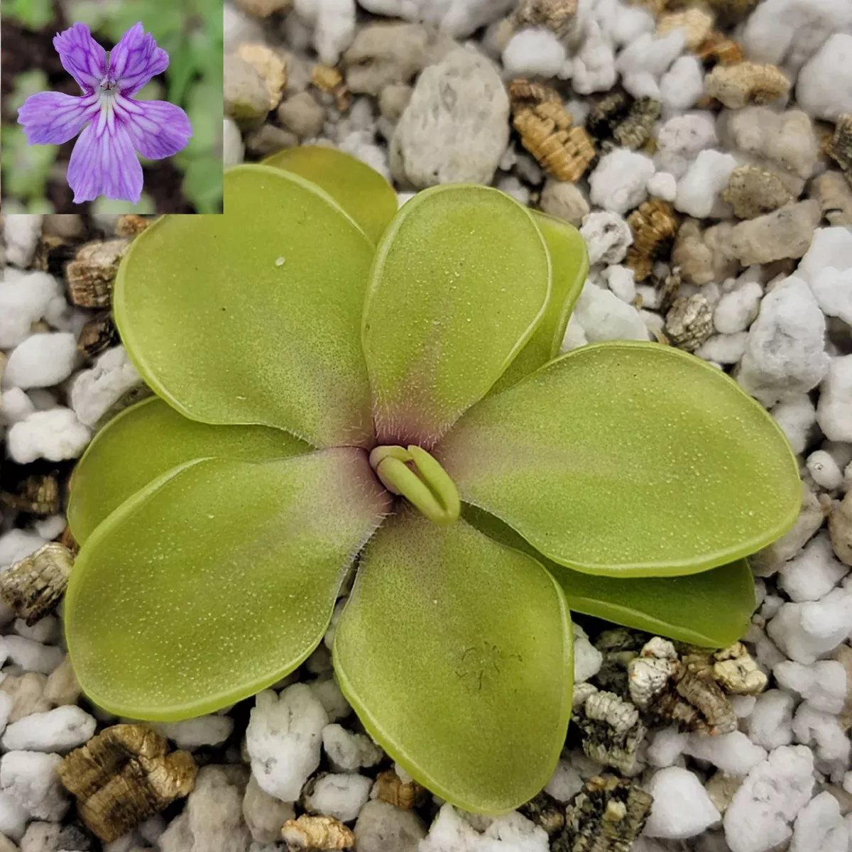 Pinguicula emarginata x cyclosecta