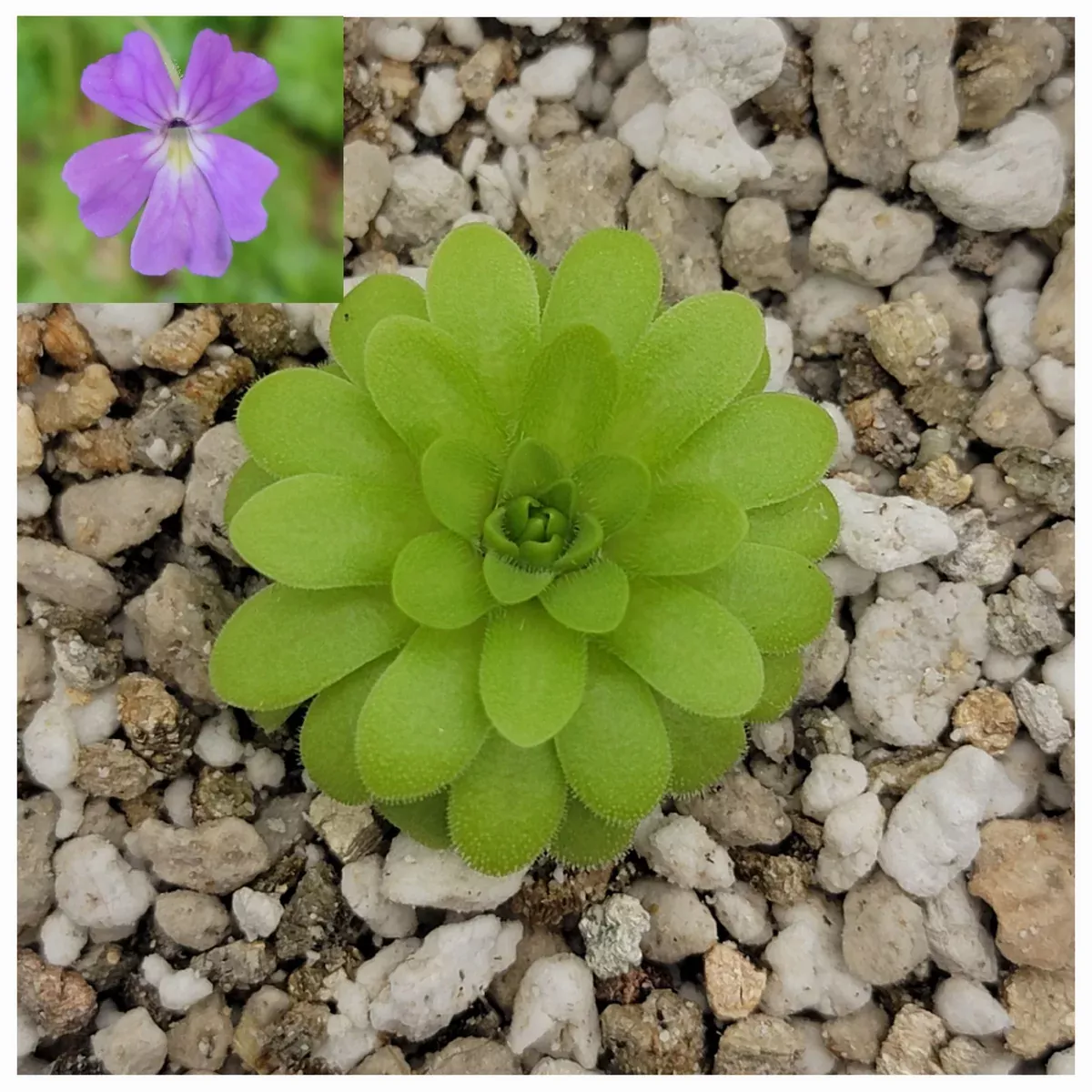 Pinguicula emarginata x gypsicola
