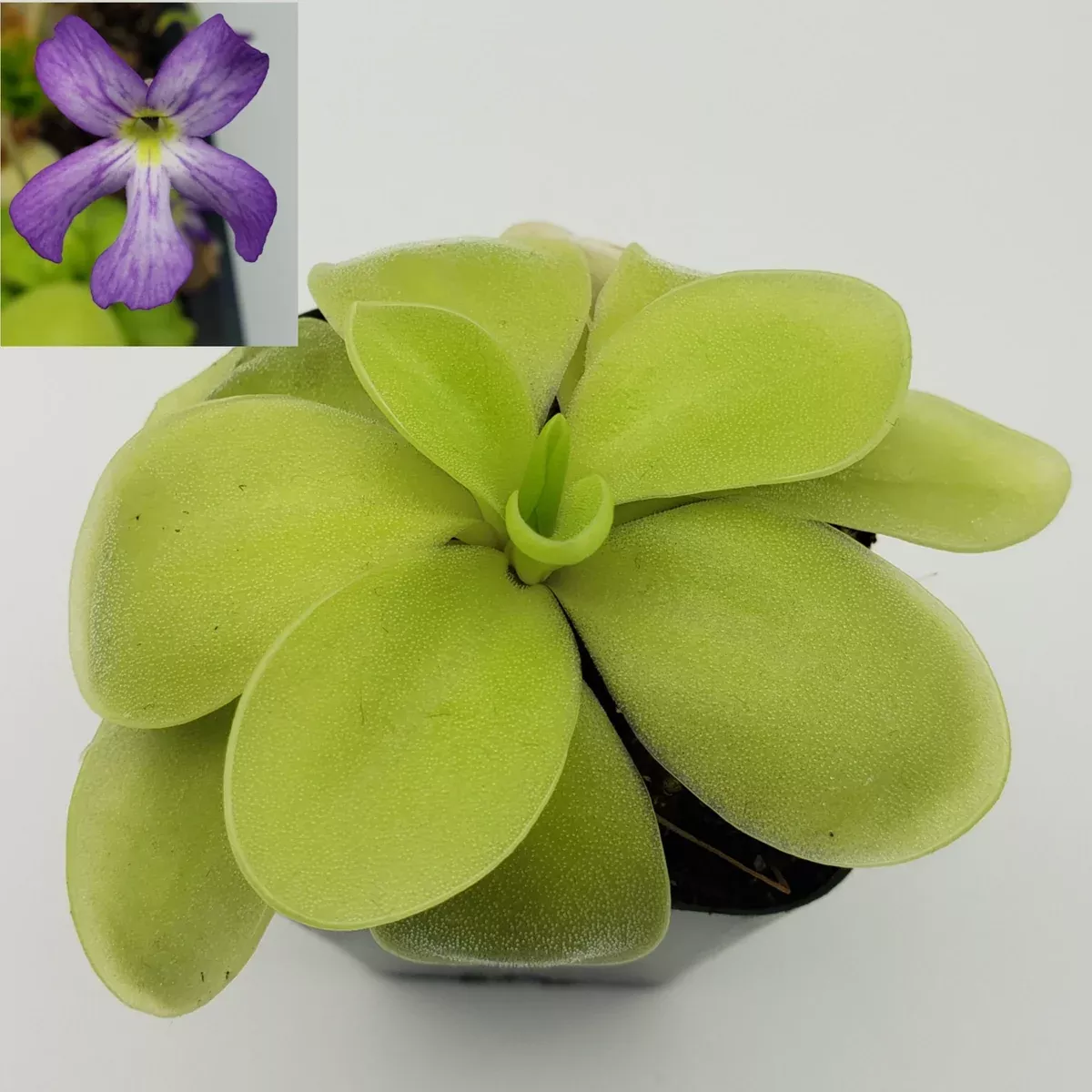 Pinguicula gigantea alba x 'Huahuapan'