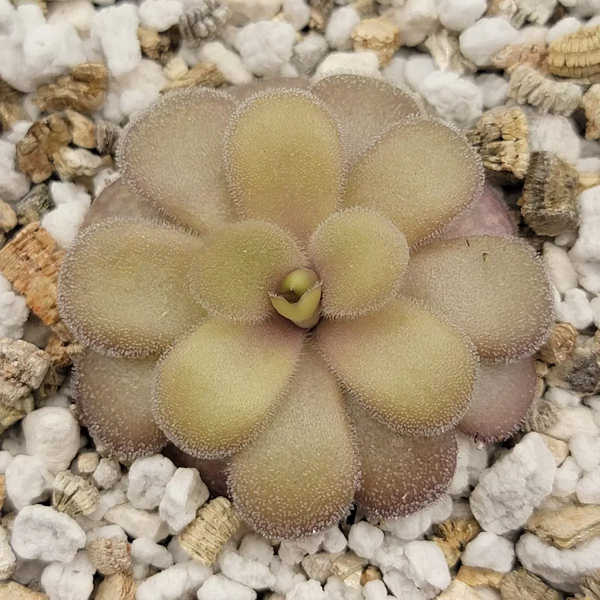 Pinguicula gigantea red x cyclosecta