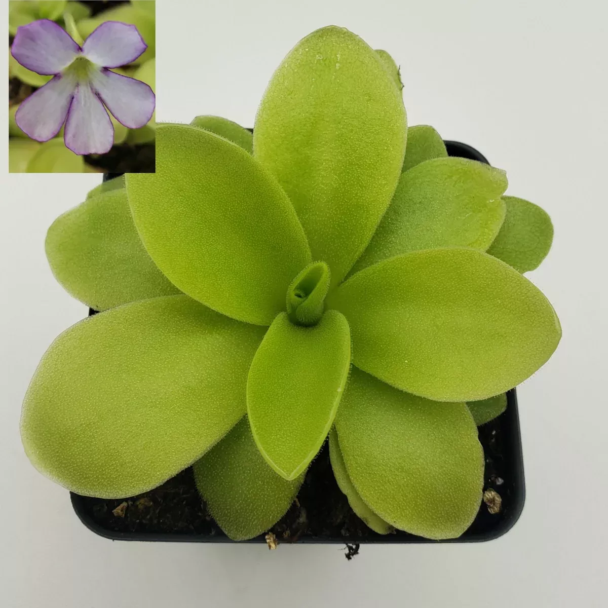 Pinguicula gigantea x 'Huahuapan'