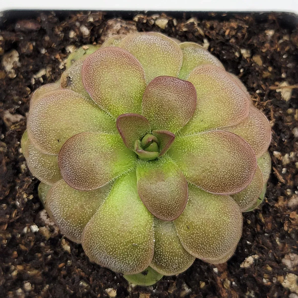 Pinguicula "Guatemala, 3100 m"