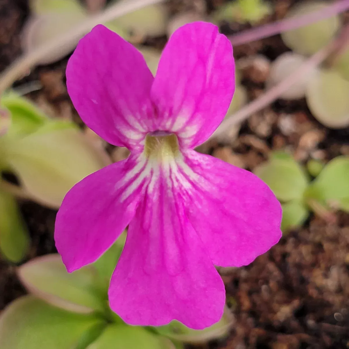 Pinguicula hemiepiphytica x zamudioana