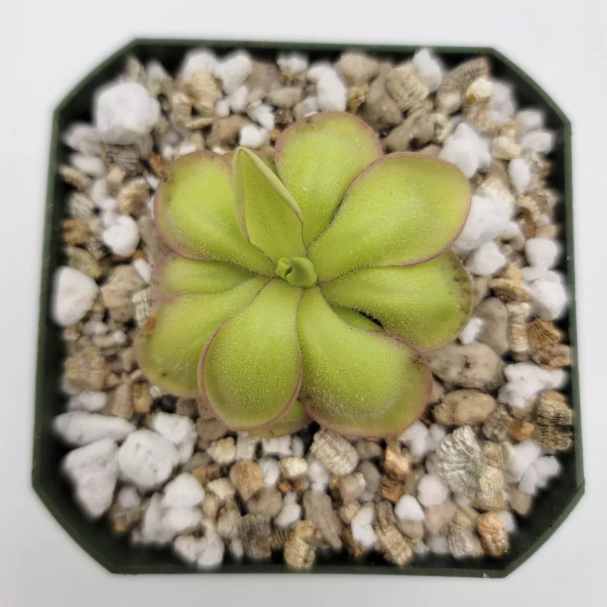 Pinguicula 'Köhres'