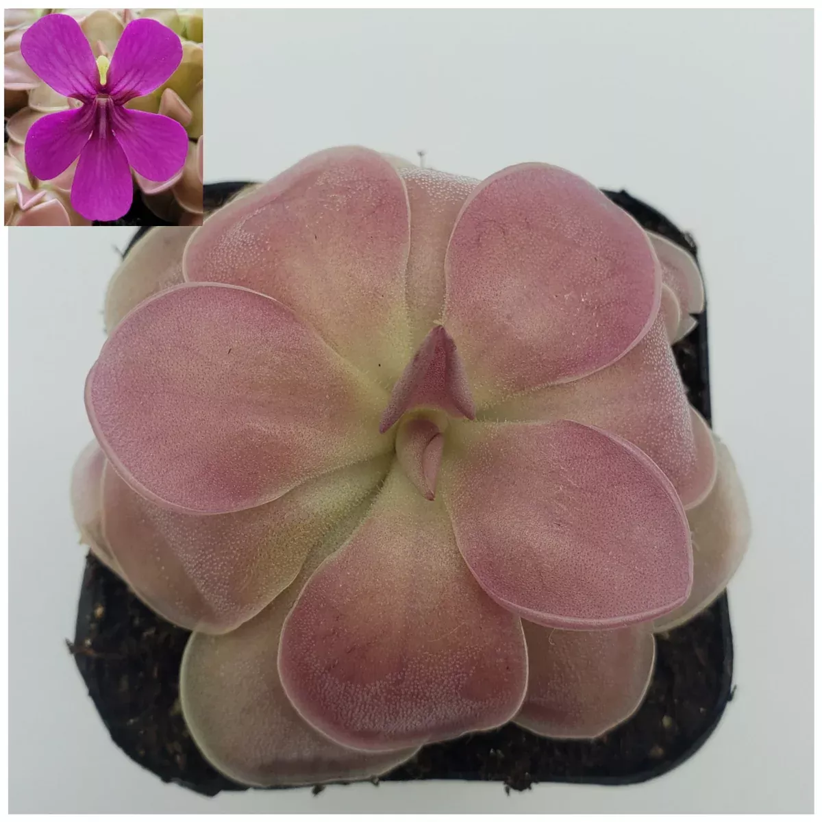 Pinguicula 'Kewensis'
