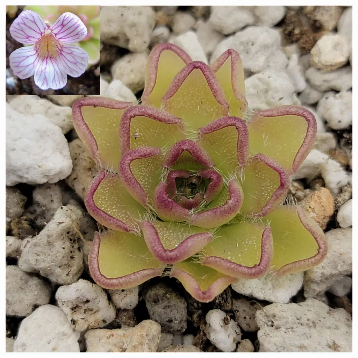Pinguicula kondoi