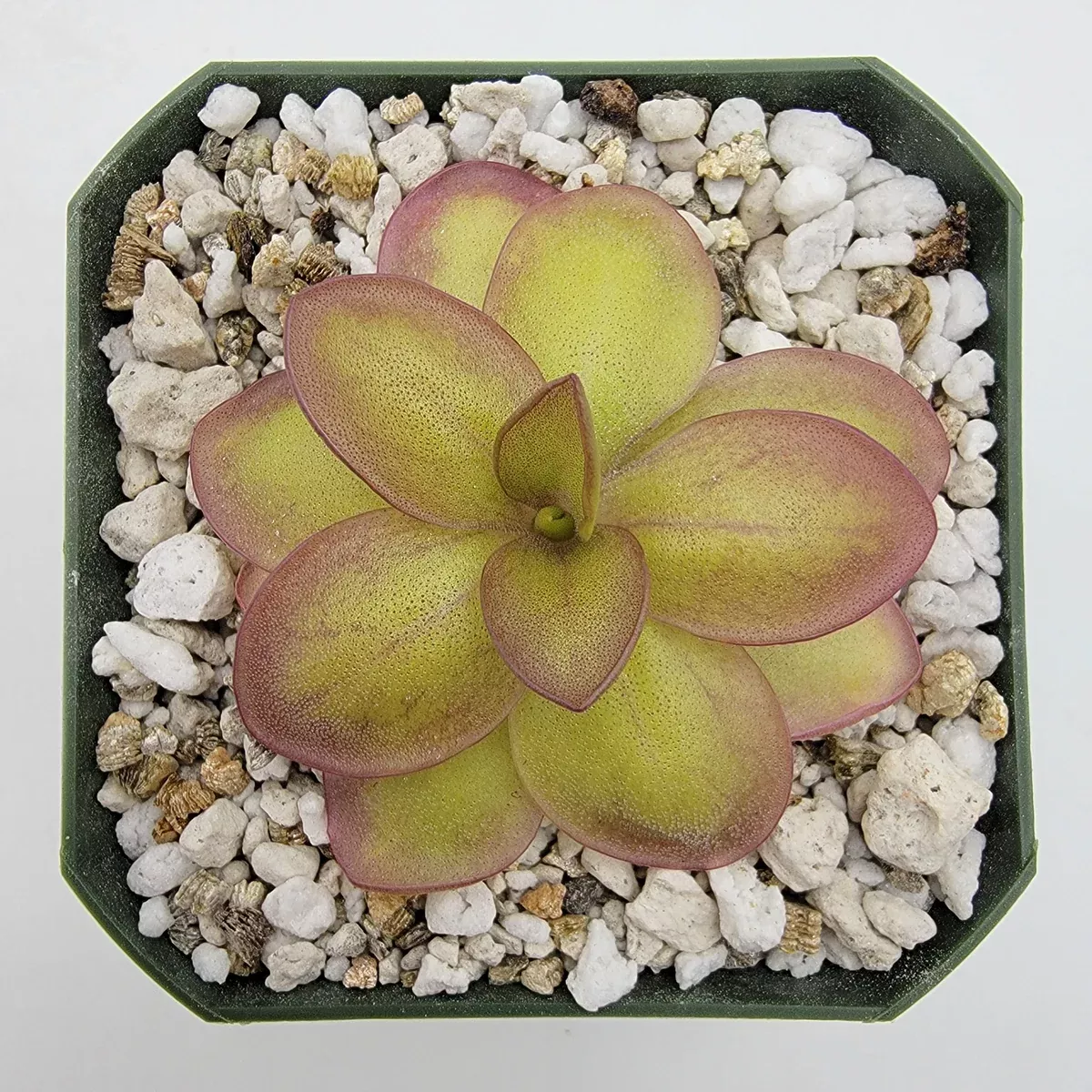 Pinguicula laueana "Narrow Flower"