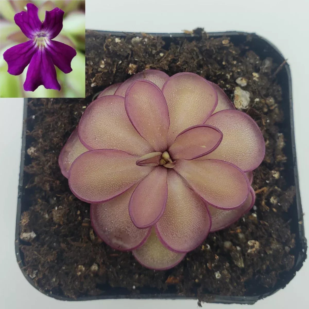 Pinguicula laueana x emarginata