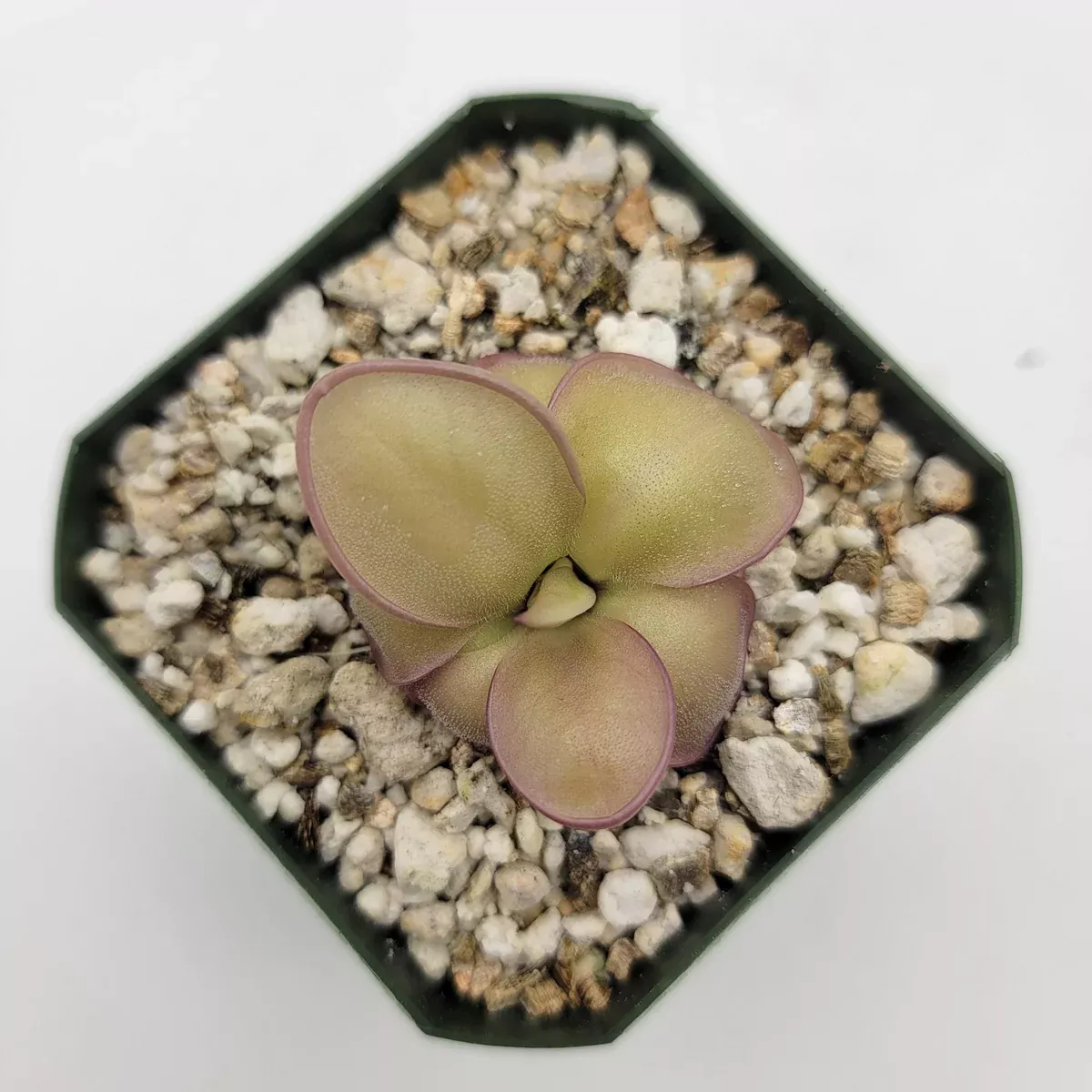 Pinguicula laueana x 'Huahuapan'