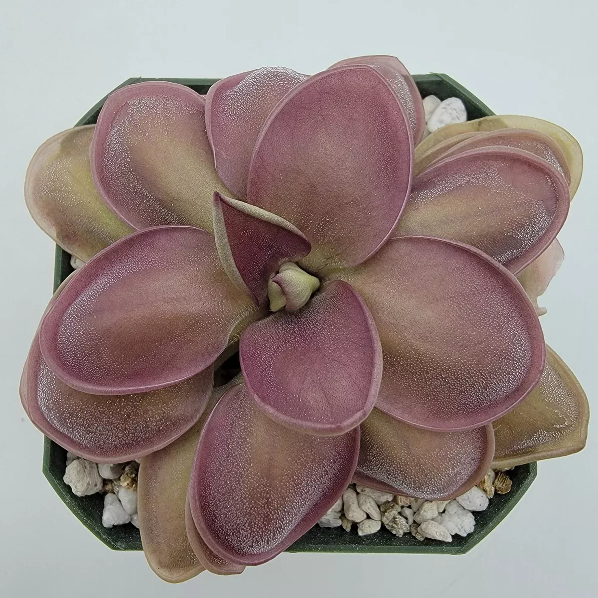 Pinguicula "Lautner 92/52" x "Big Purple Thing"