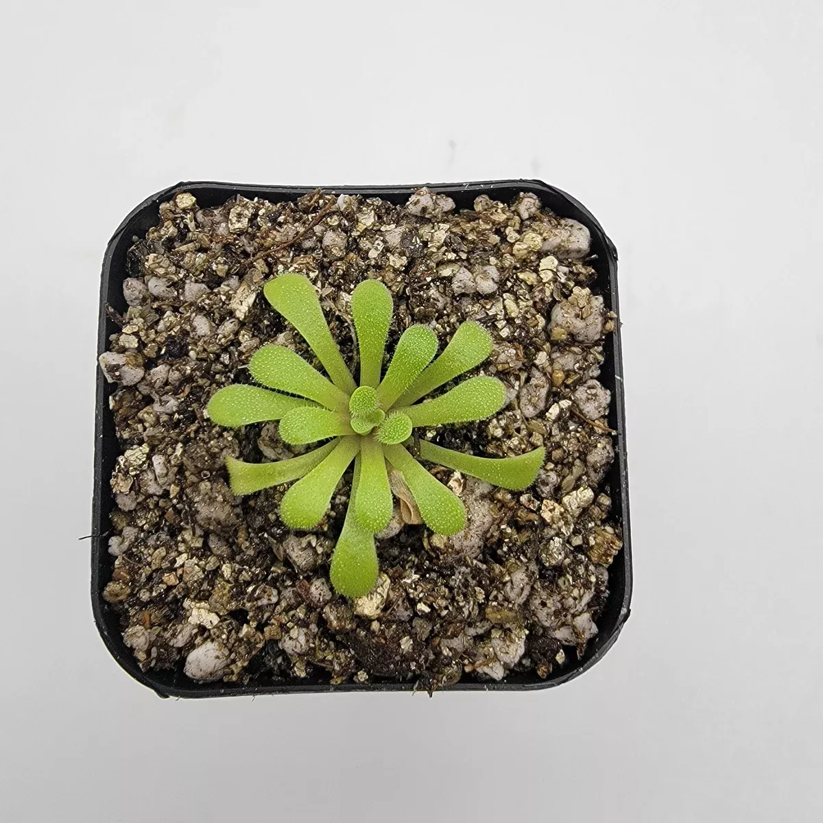 Pinguicula laxifolia