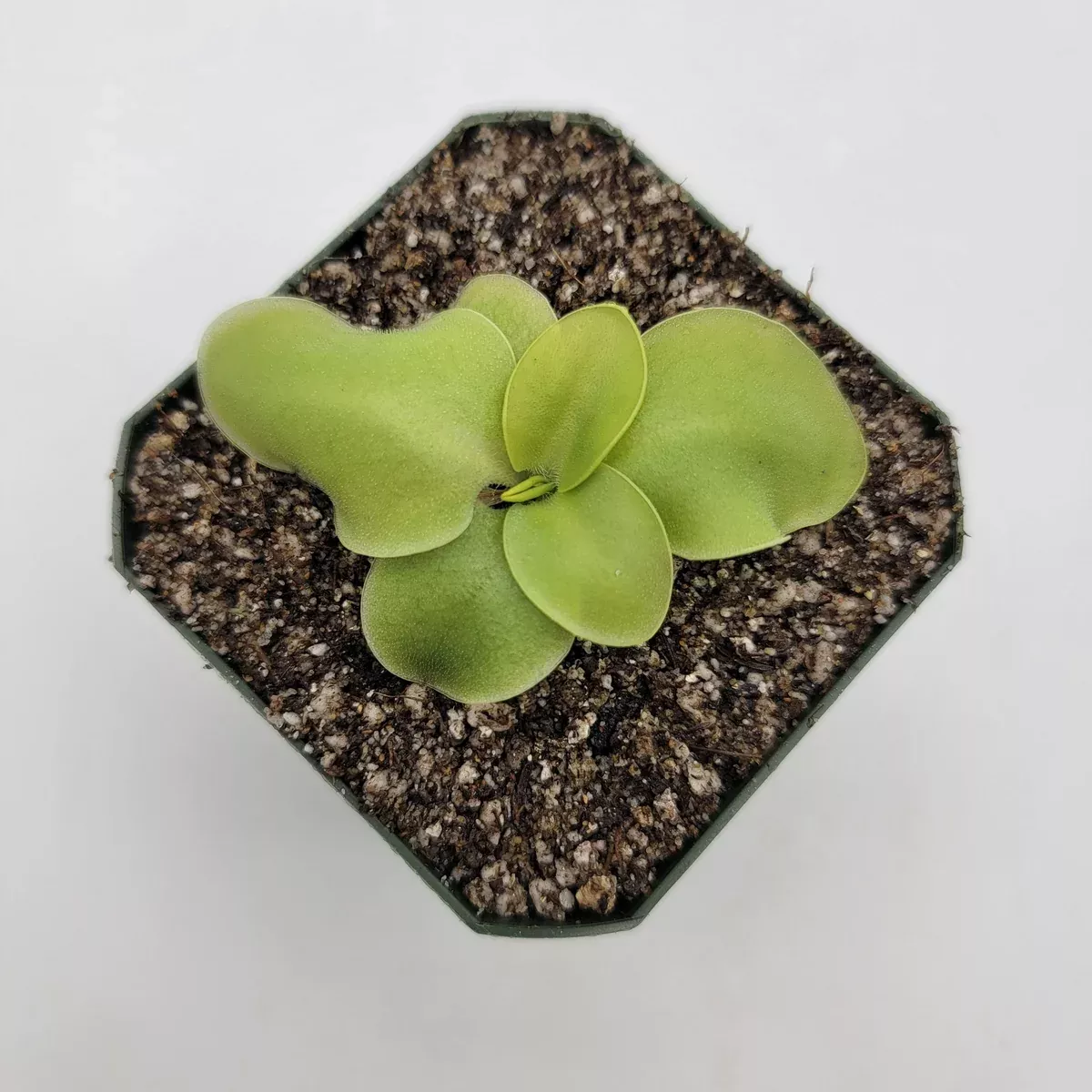 Pinguicula macrophylla