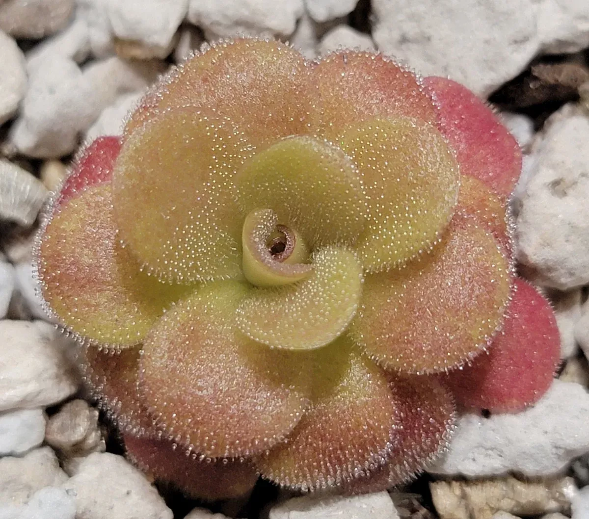 Pinguicula martinezii