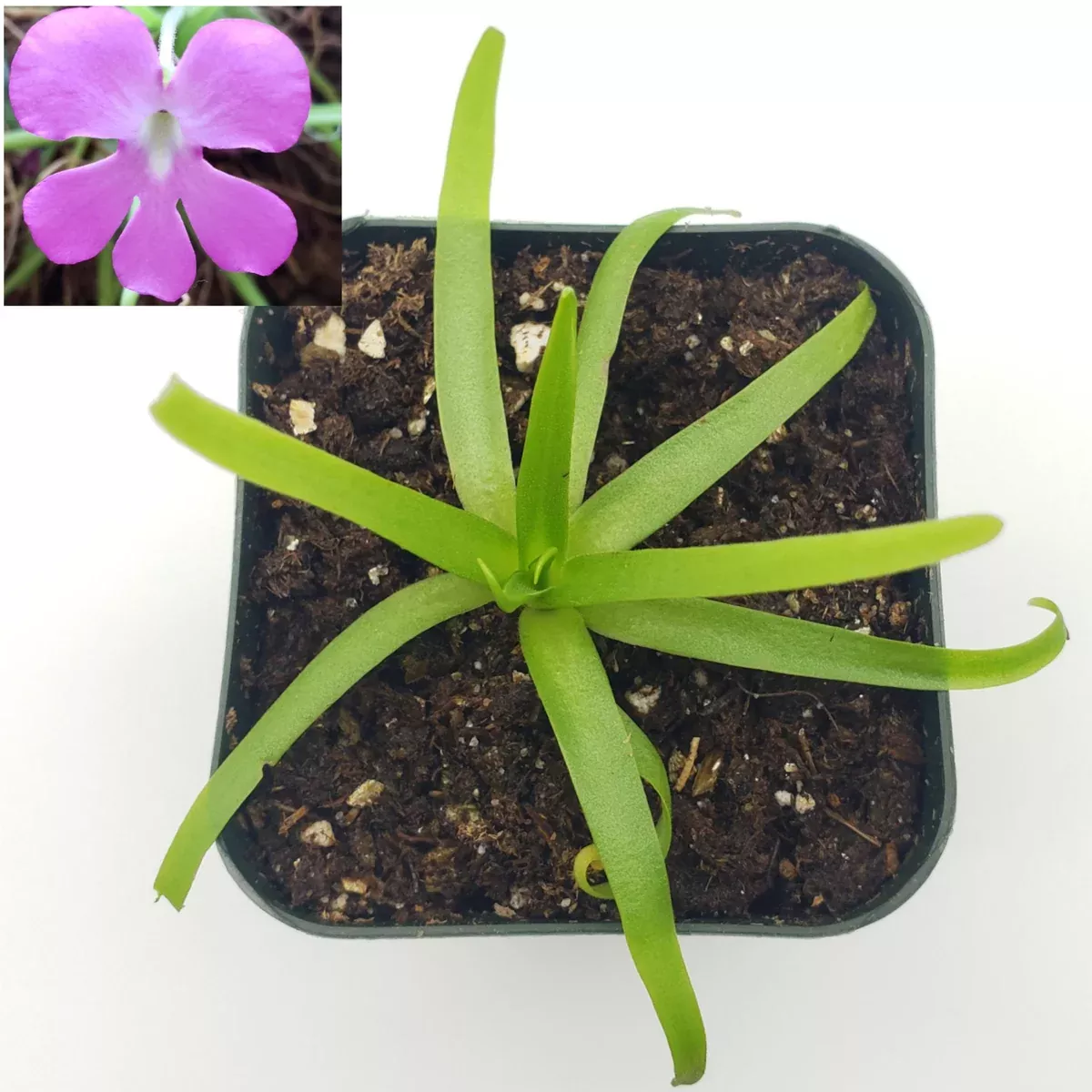 Pinguicula moctezumae
