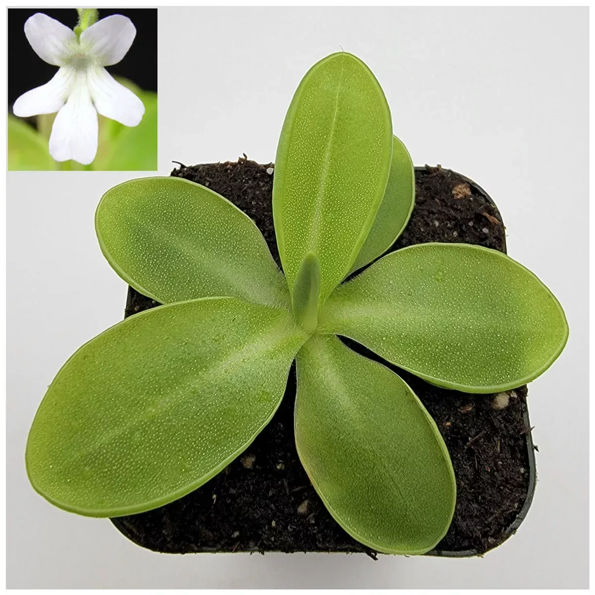 Pinguicula moranensis var. alba