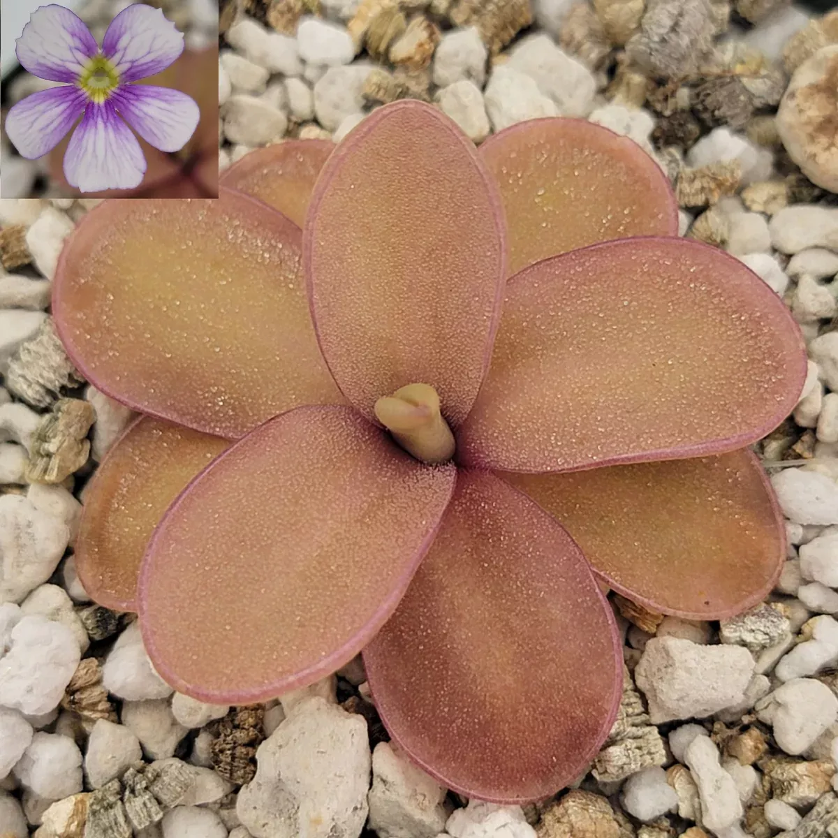 Pinguicula 'Riva'