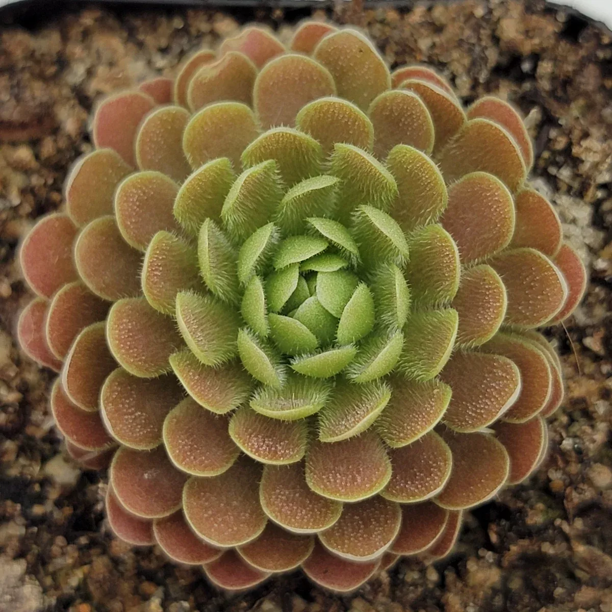Pinguicula sp. "El Mirador"