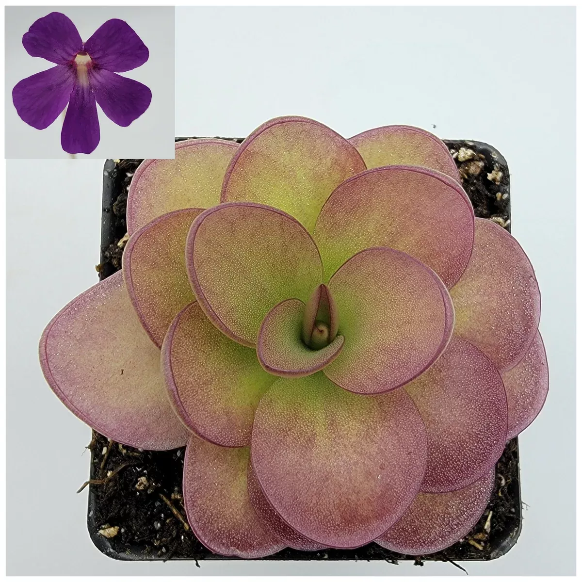 Pinguicula 'Weser' x agnata 'El Lobo'