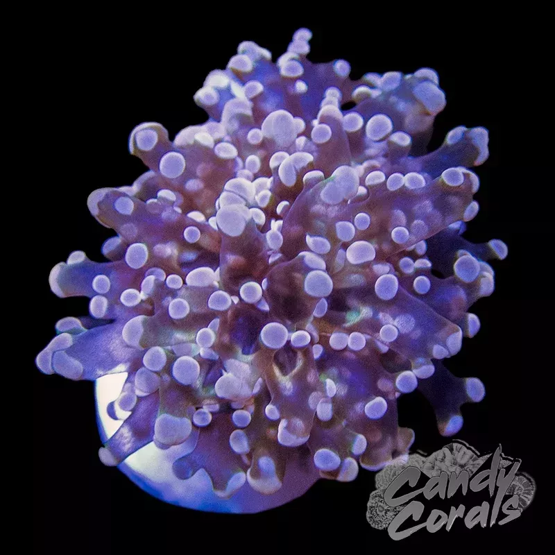 Pink Tipped Frogspawn H3