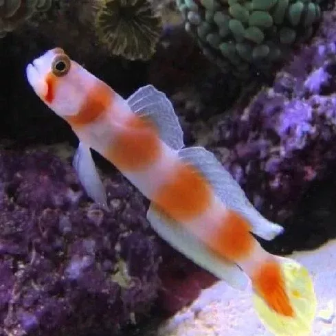 Pinkbar Aurora Shrimp Goby