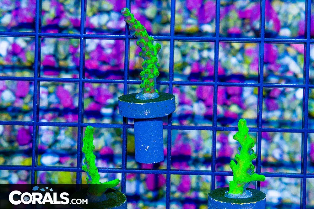 PINKY BEAR Acropora Frag – Aquacultured