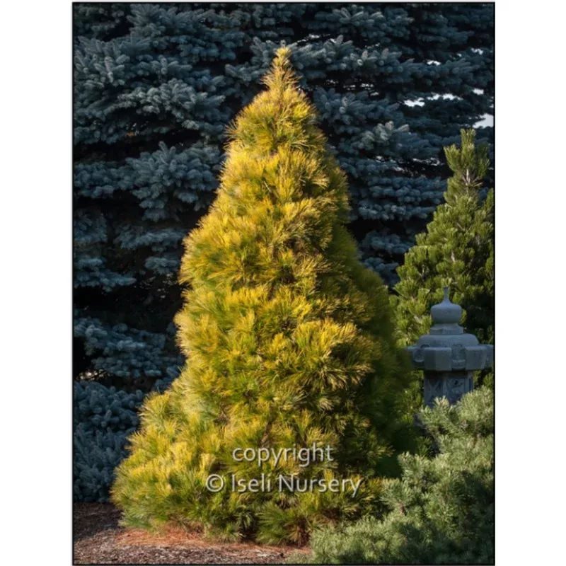 Pinus Strobus “Louie” | Best Sellers