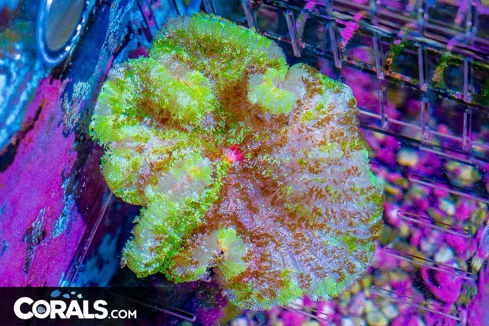 Pizza Anemone 3″ (Blue Video Inside!)