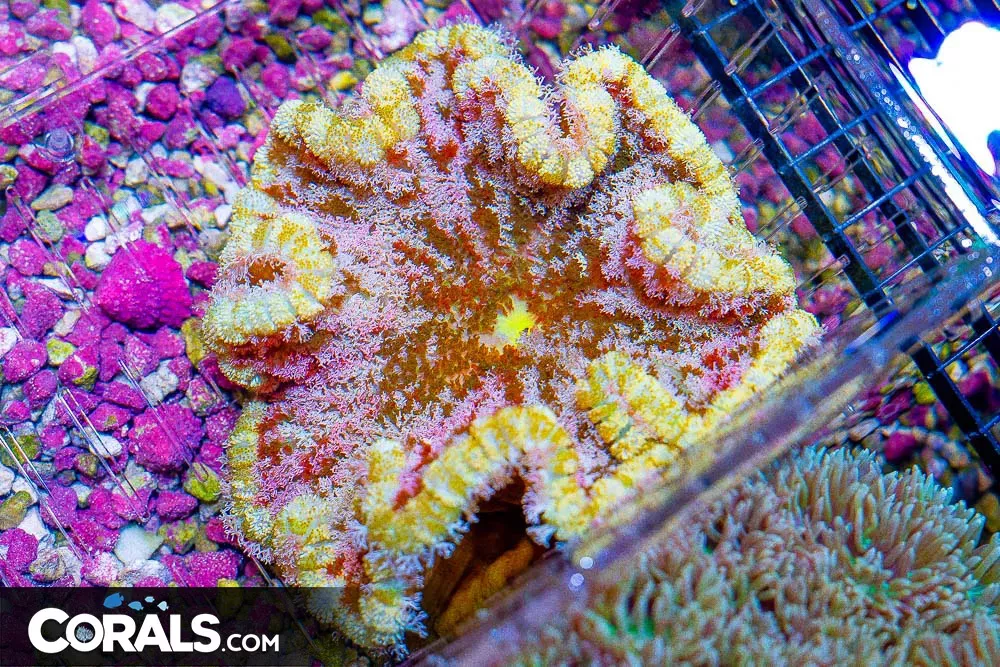 Pizza Anemone 4.5″ (Blue Video Inside!)