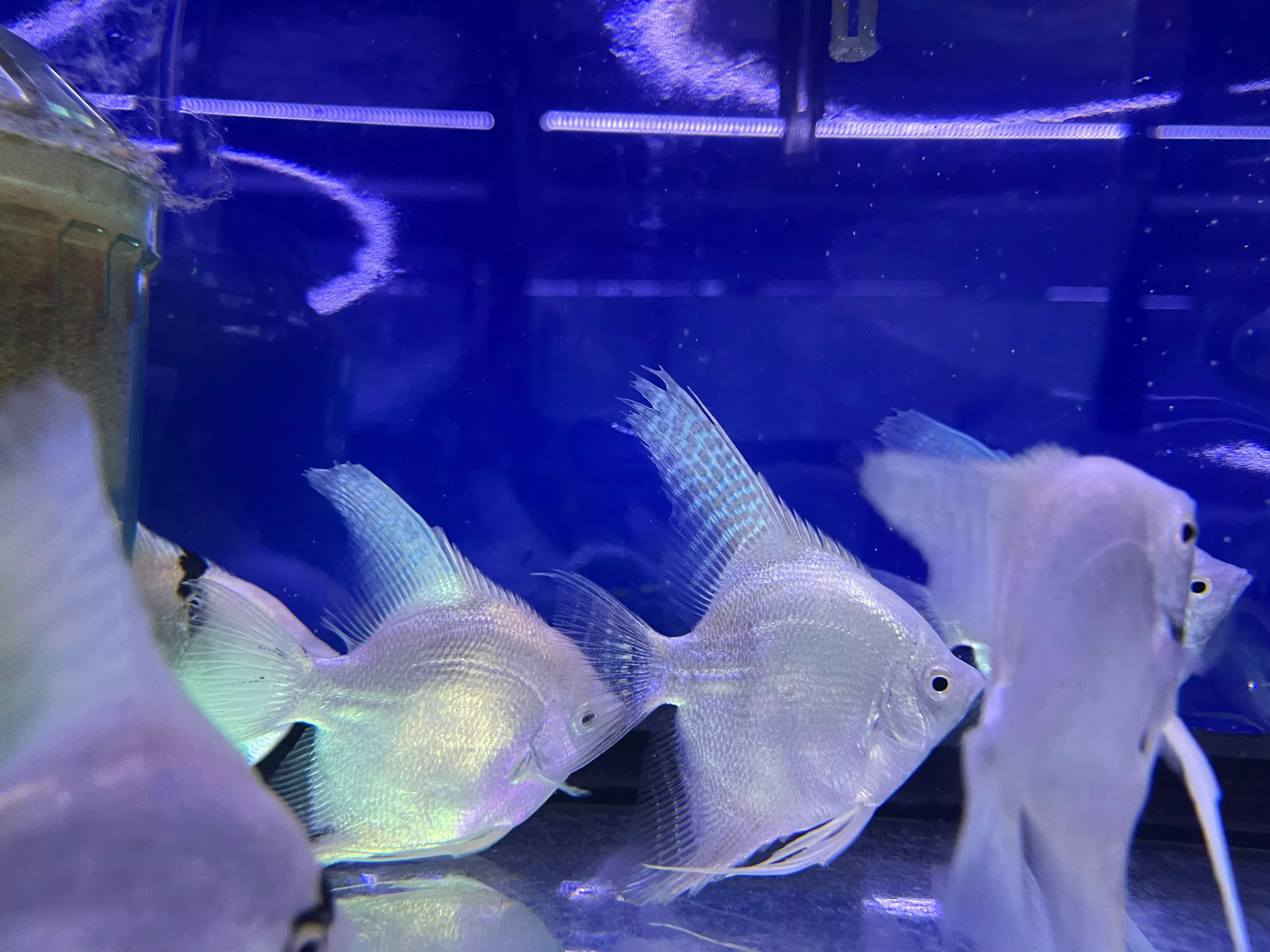 Platinum Angel (Pterophyllum scalare)