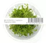 Pogostemon Helferi ADA IC035